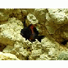 Photo Small Aquarium Fish 20 Animal title=