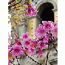Photo Small Flower 33 Flower title=