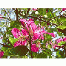 Photo Small Flower 42 Flower title=