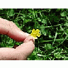 Photo Small Flower 9 Flower