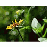 Photo Small Flower Macro Flower
