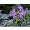 Photo Small Frost Flower