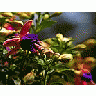 Photo Small Fuschia Flower title=