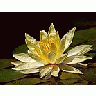 Photo Small Lotus Blossom Flower