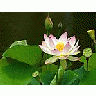 Photo Small Lotus Flower 2 Flower