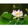 Photo Small Lotus Flower 2 Flower title=