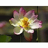Photo Small Lotus Flower 3 Flower