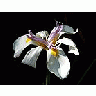 Photo Small Orchids Flower