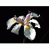 Photo Small Orchids Flower title=