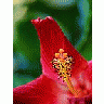 Photo Small Hibiscus 4 Flower