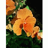 Photo Small Orange Flower Flower