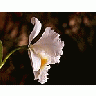 Photo Small Orchid Petals Flower title=