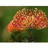 Photo Small Pincushion Protea Flower title=