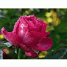 Photo Small Pink Rose Drops 2 Flower title=