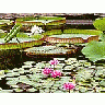 Photo Small Pond 3 Flower