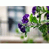Photo Small Purple Flowers Flower