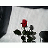 Photo Small Rose 2 Flower title=