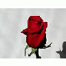 Photo Small Rose 3 Flower title=