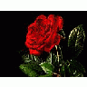 Photo Small Red Rose 3 Flower title=