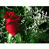 Photo Small Red Rose 4 Flower