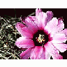Photo Small Cactus 40 Flower title=