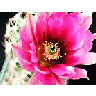 Photo Small Cactus 41 Flower