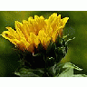 Photo Small Sun Flower Flower title=