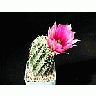 Photo Small Cactus 43 Flower title=