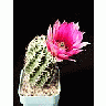 Photo Small Cactus 44 Flower title=