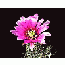Photo Small Cactus 47 Flower