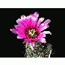 Photo Small Cactus 48 Flower title=
