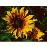Photo Small Sunflowers Flower