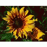 Photo Small Sunflowers Flower title=