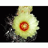 Photo Small Cactus 5 Flower