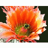 Photo Small Cactus 51 Flower title=