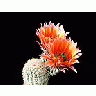 Photo Small Cactus 53 Flower