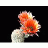 Photo Small Cactus 53 Flower title=