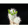 Photo Small Cactus 56 Flower