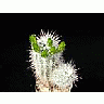 Photo Small Cactus 57 Flower