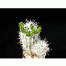 Photo Small Cactus 57 Flower title=