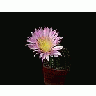 Photo Small Cactus 68 Flower