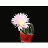 Photo Small Cactus 69 Flower title=