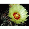 Photo Small Cactus 7 Flower