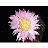 Photo Small Cactus 70 Flower title=