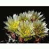 Photo Small Cactus 72 Flower