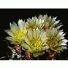 Photo Small Cactus 72 Flower title=