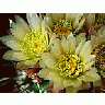 Photo Small Cactus 73 Flower