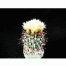 Photo Small Cactus 75 Flower title=