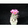 Photo Small Cactus 80 Flower
