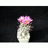 Photo Small Cactus 80 Flower title=